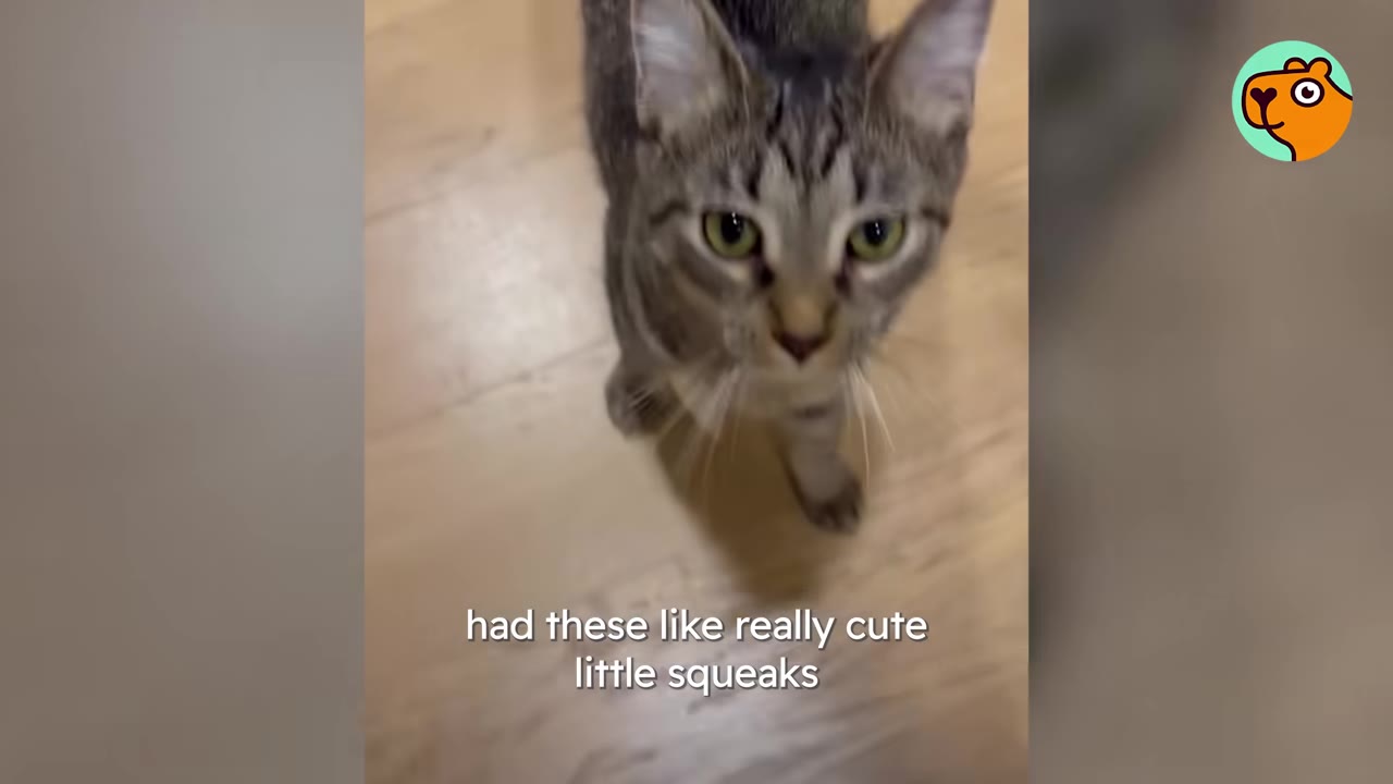 A close-up shot of a tabby cat looking up with wide, curious eyes on a wooden floor.