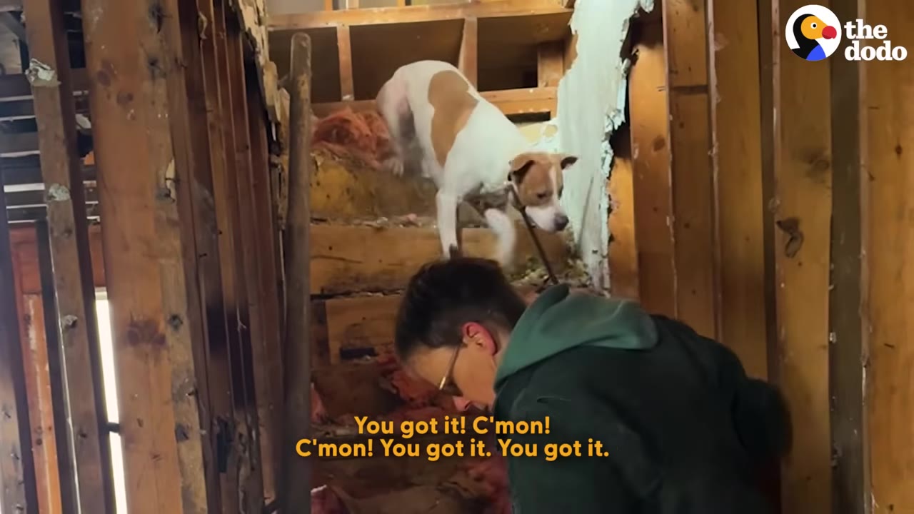 A brown and white dog stands hesitantly on a dilapidated wooden staircase inside a house under construction, while a rescuer in a green jacket coaxes him down.