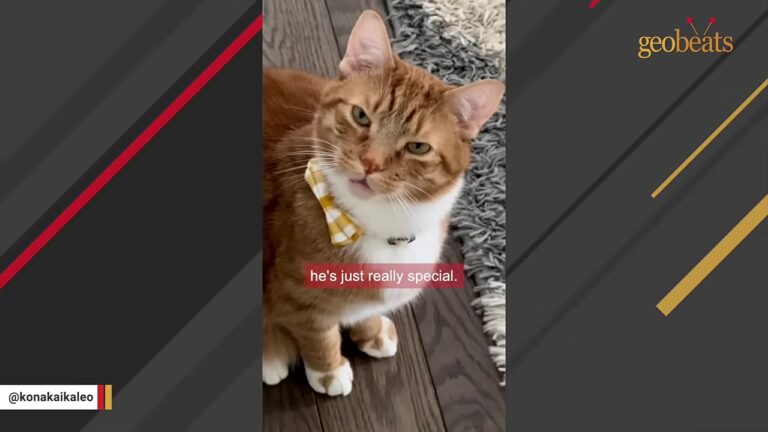 California Woman Adopts A Bonded Pair Of Street Cats, But One Reveals A Hilarious Hidden Talent