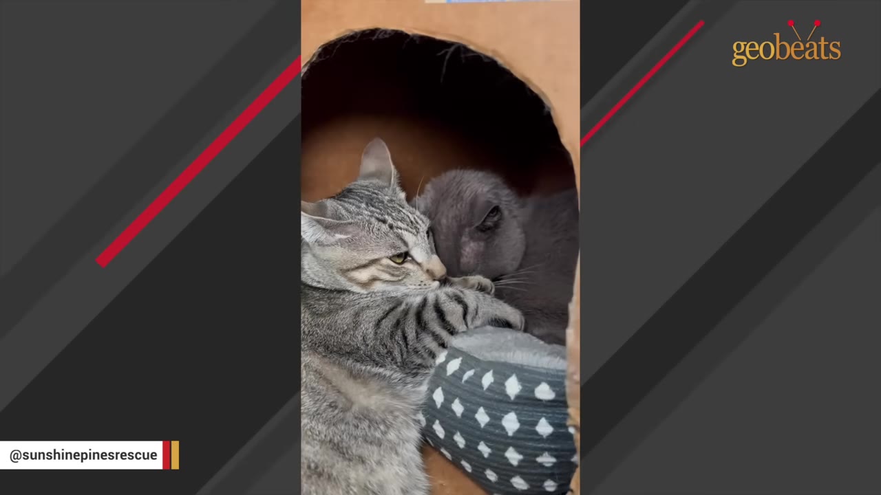 A tabby cat and a grey cat cuddle together inside a cardboard cat house, with the tabby cat resting its paw gently on the grey cat.