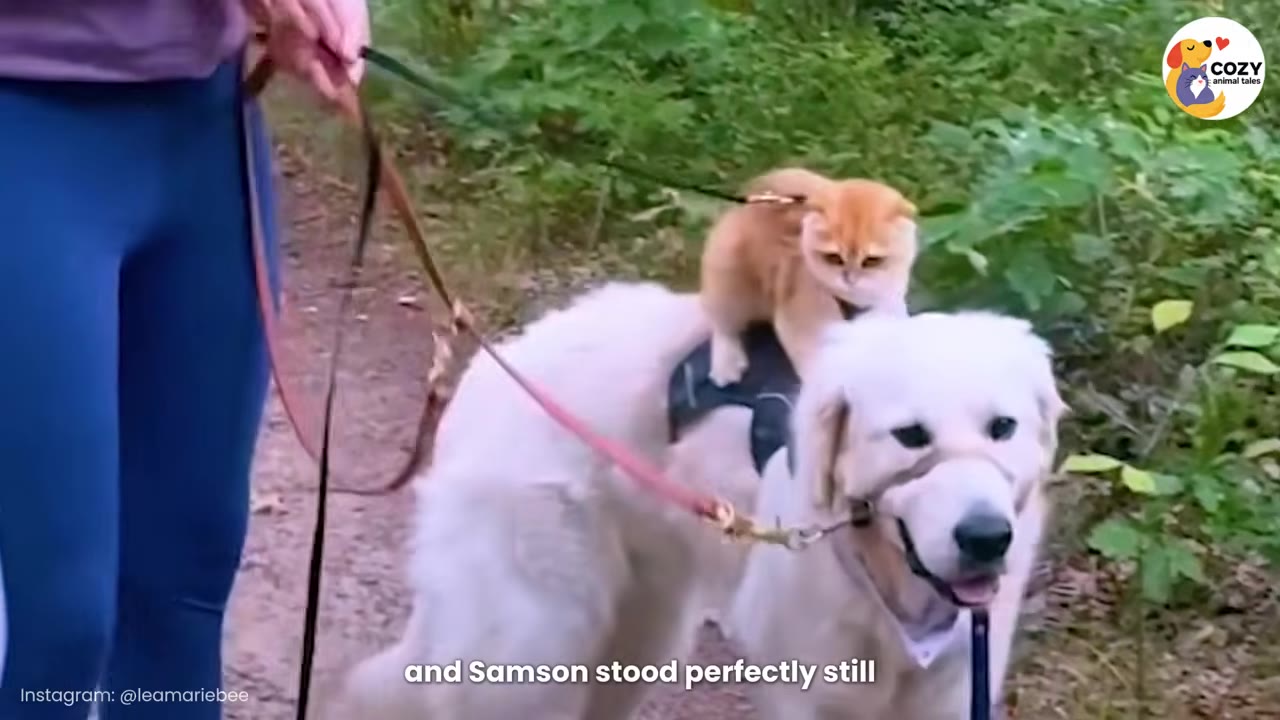 An orange kitten sits on the back of a large white dog wearing a harness on a wooded path.