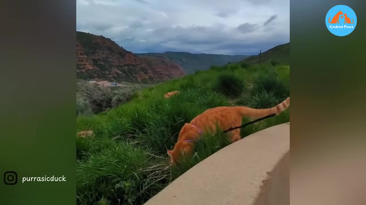 An orange tabby cat wearing a harness walks through green grass on a hillside with mountains in the background.