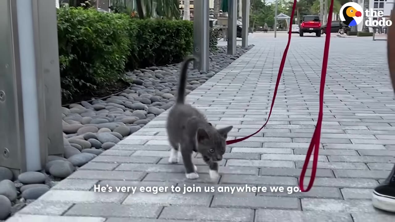 A small grey and white kitten wearing a harness walks forward on a paved sidewalk while attached to a red leash.