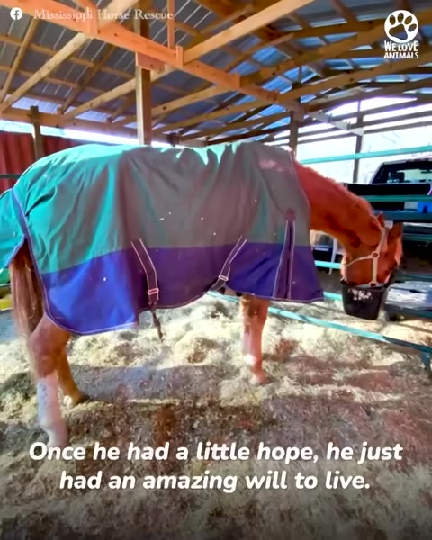 A brown horse wearing a green and blue blanket stands in a stable, eating from a bucket, with text overlay reading 'Once he had a little hope, he just had an amazing will to live.'