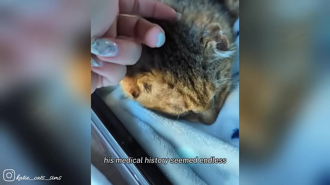 A close-up shot of a person's hand gently petting a brown tabby cat resting on a soft blue blanket.