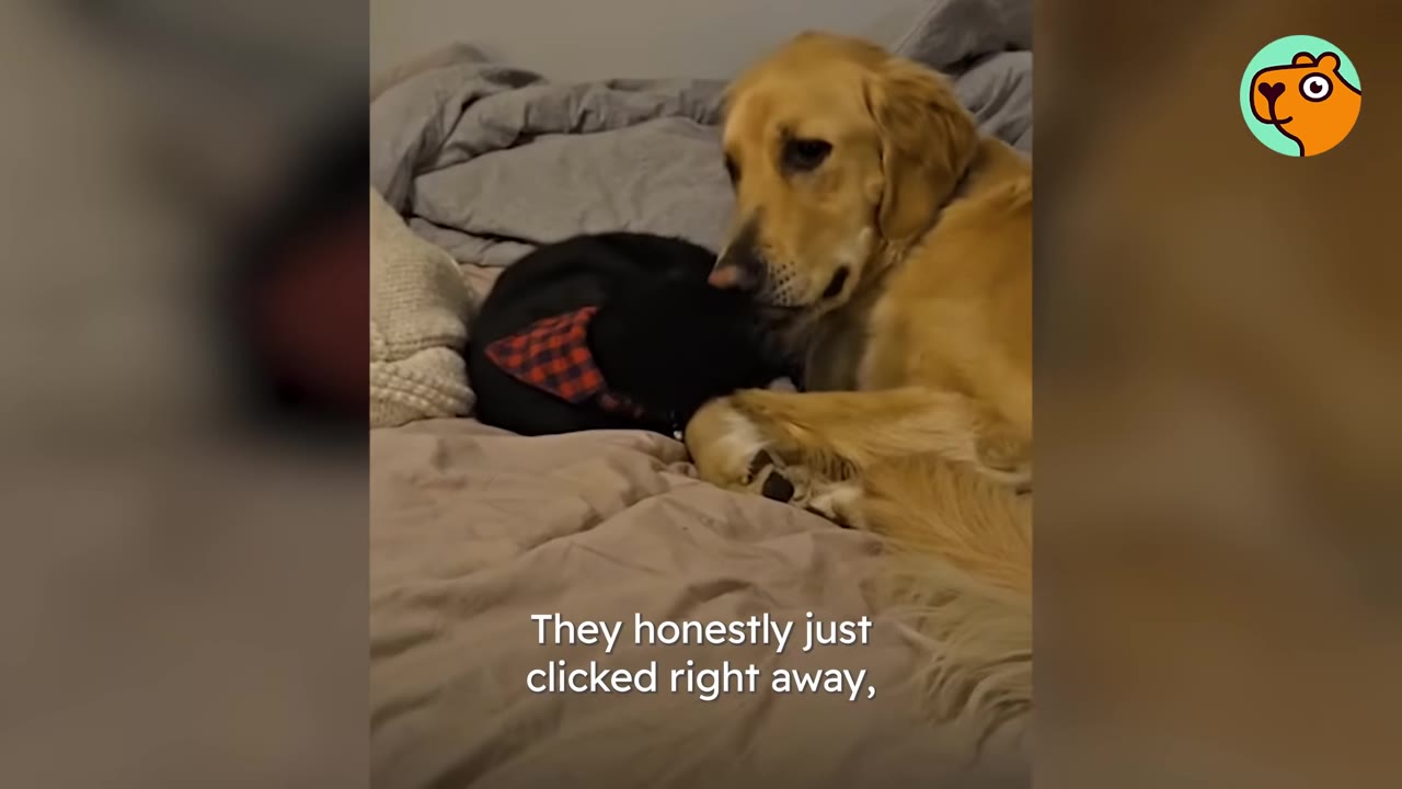 A golden retriever lies on a bed next to a small black cat wearing a red plaid bandana, looking at each other closely.