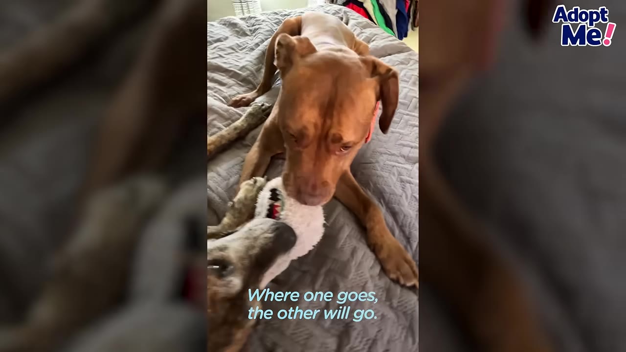 A brown dog and a brindle dog play together with a plush toy on a grey blanket.