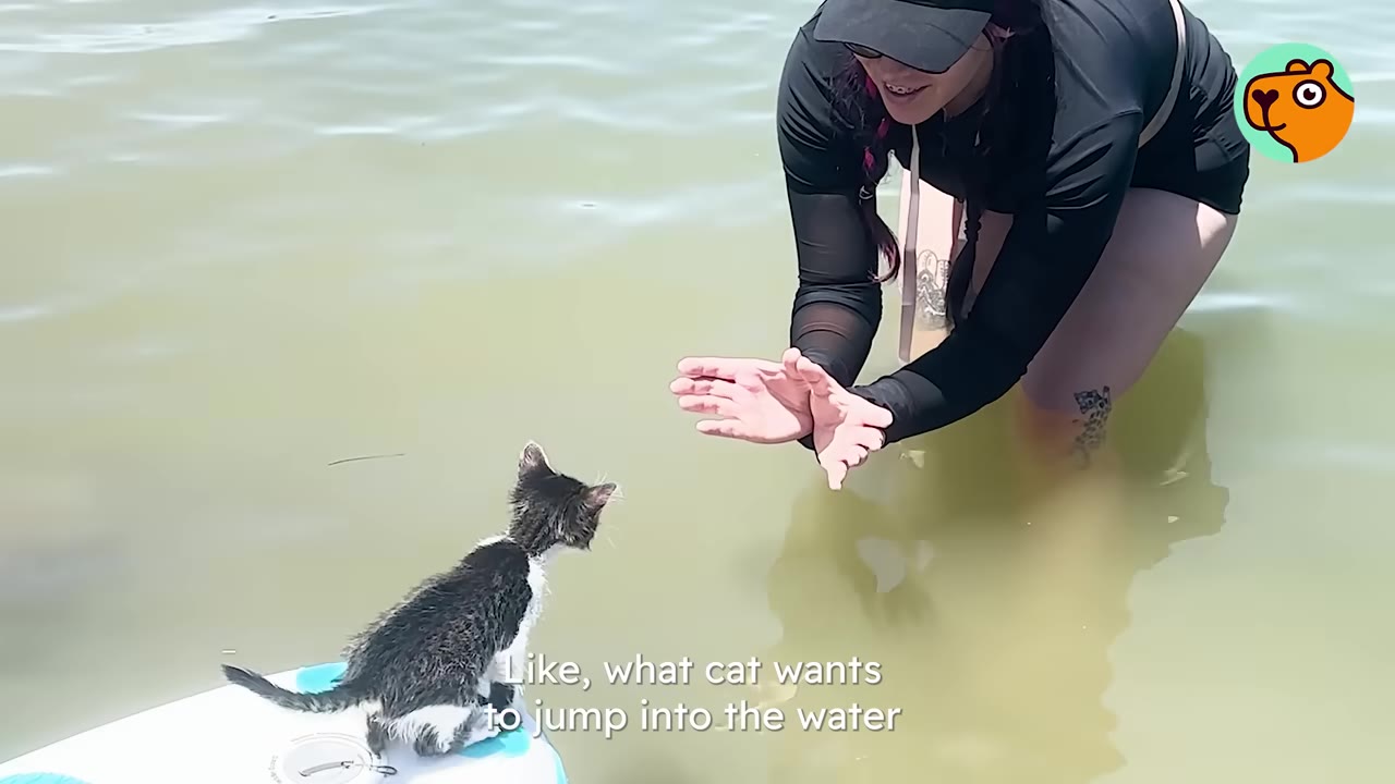 A small black and white kitten stands on the edge of a paddleboard in the water, looking towards a woman standing in the water with her hands outstretched to catch him.