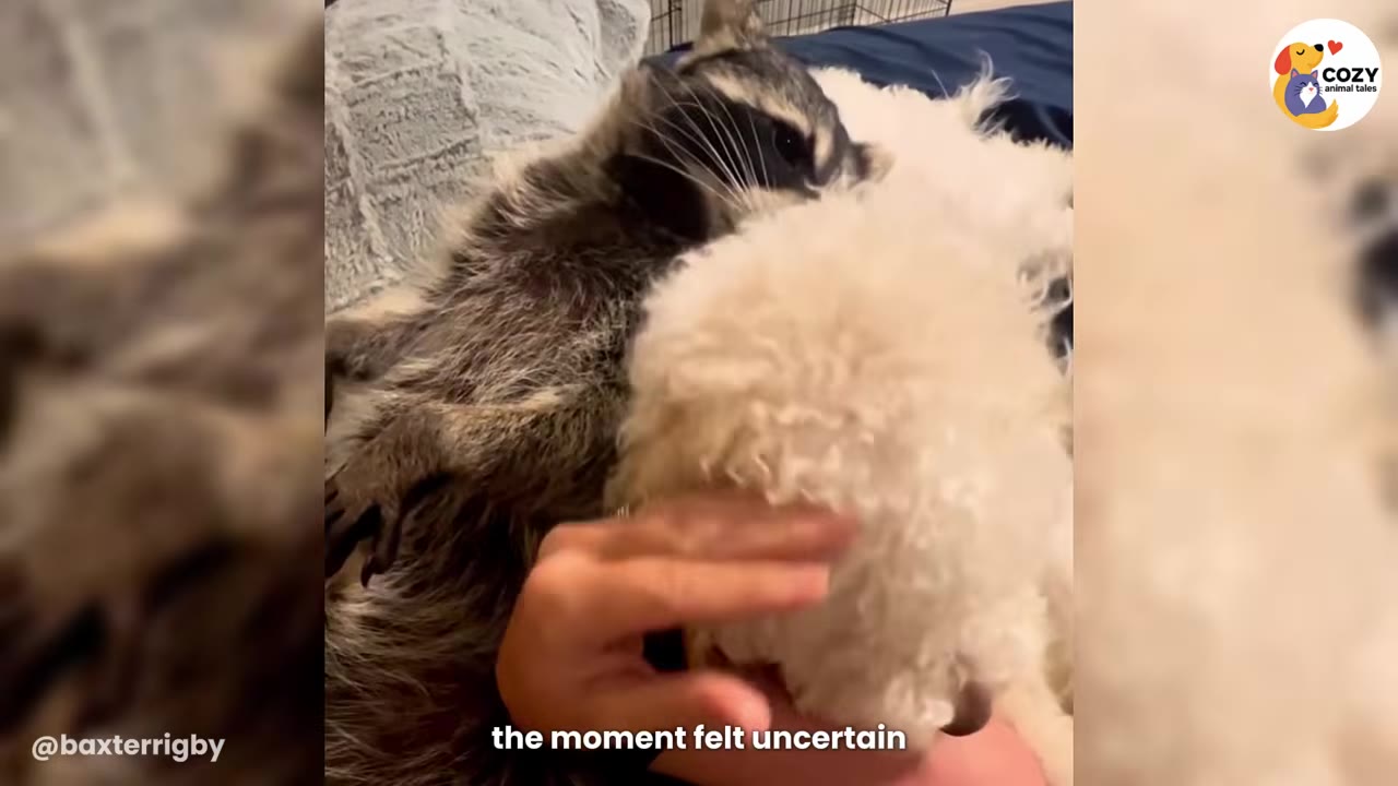 A raccoon lying down next to a fluffy white puppy being gently petted by a hand.