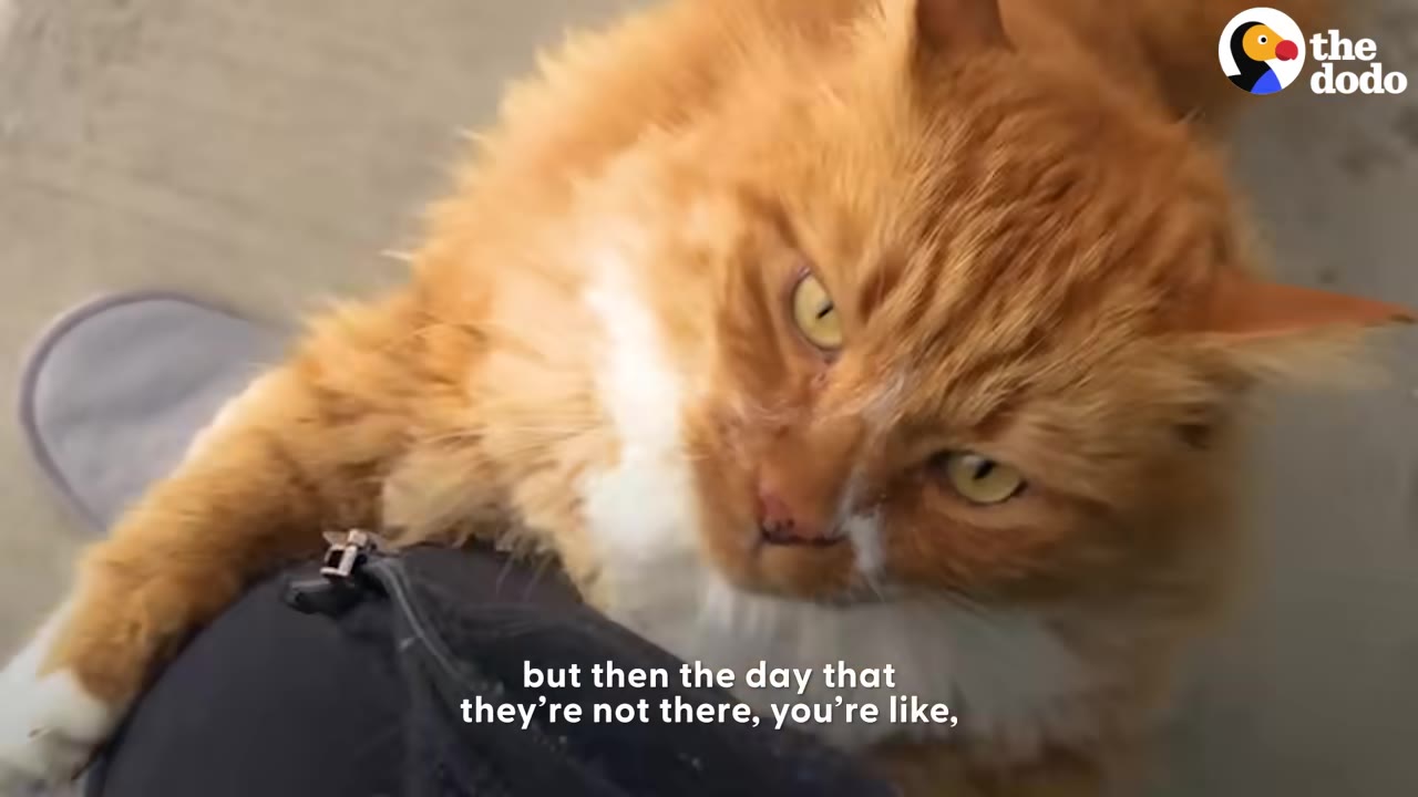 A close-up shot of a fluffy orange and white cat looking up with yellow eyes while resting its paws on a person's leg.