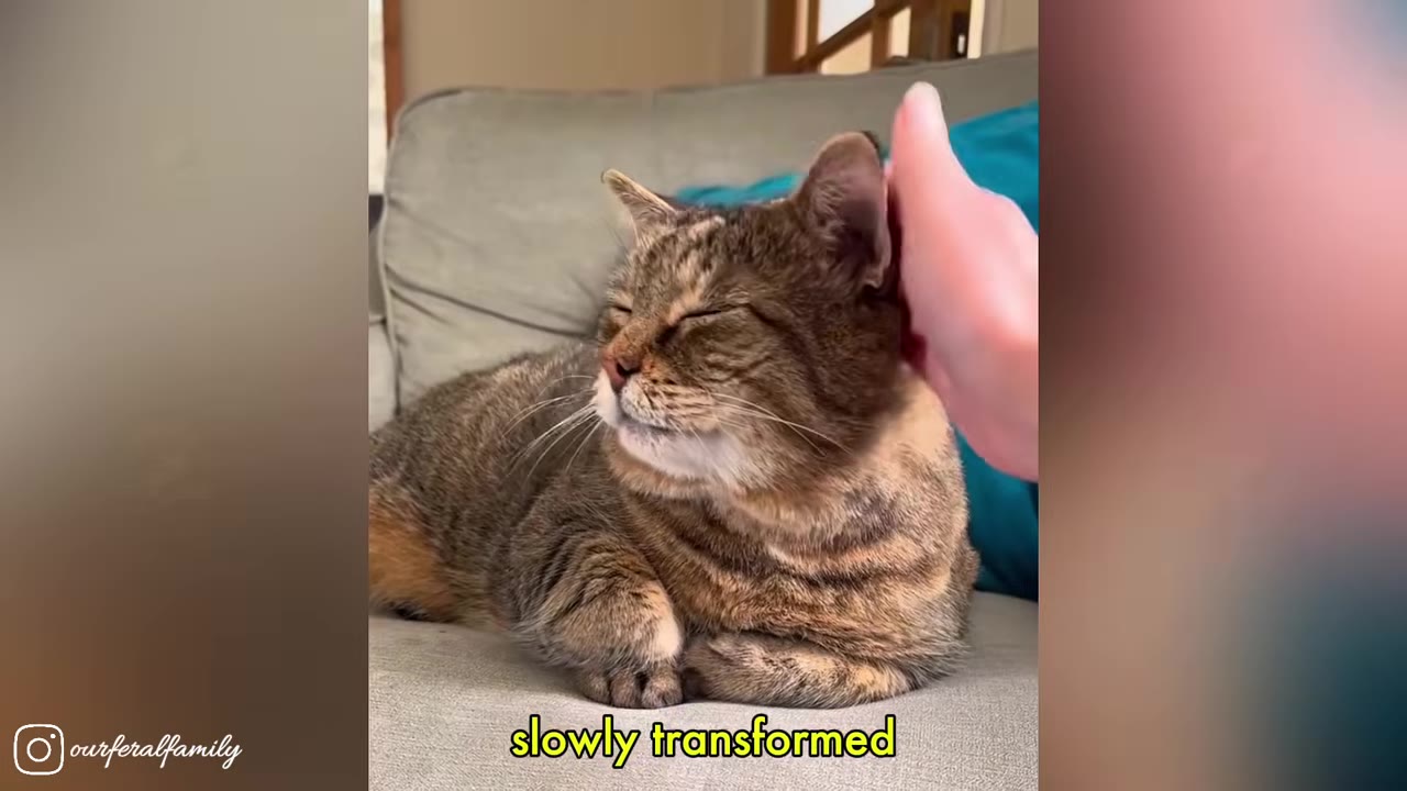A tabby cat sitting comfortably on a couch, closing its eyes contentedly as a person's hand gently pets its head.
