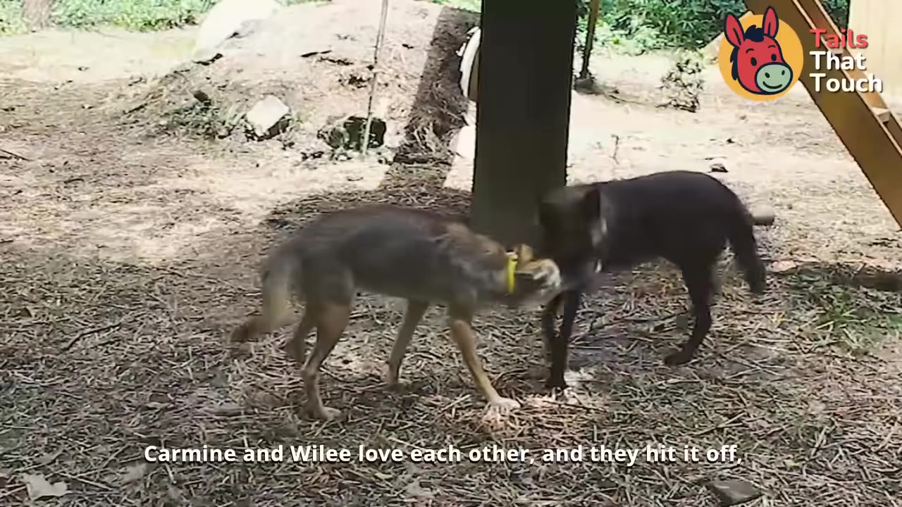 A light brown coyote-like animal wearing a yellow collar and a dark black dog-like animal interact face-to-face in an outdoor enclosure.