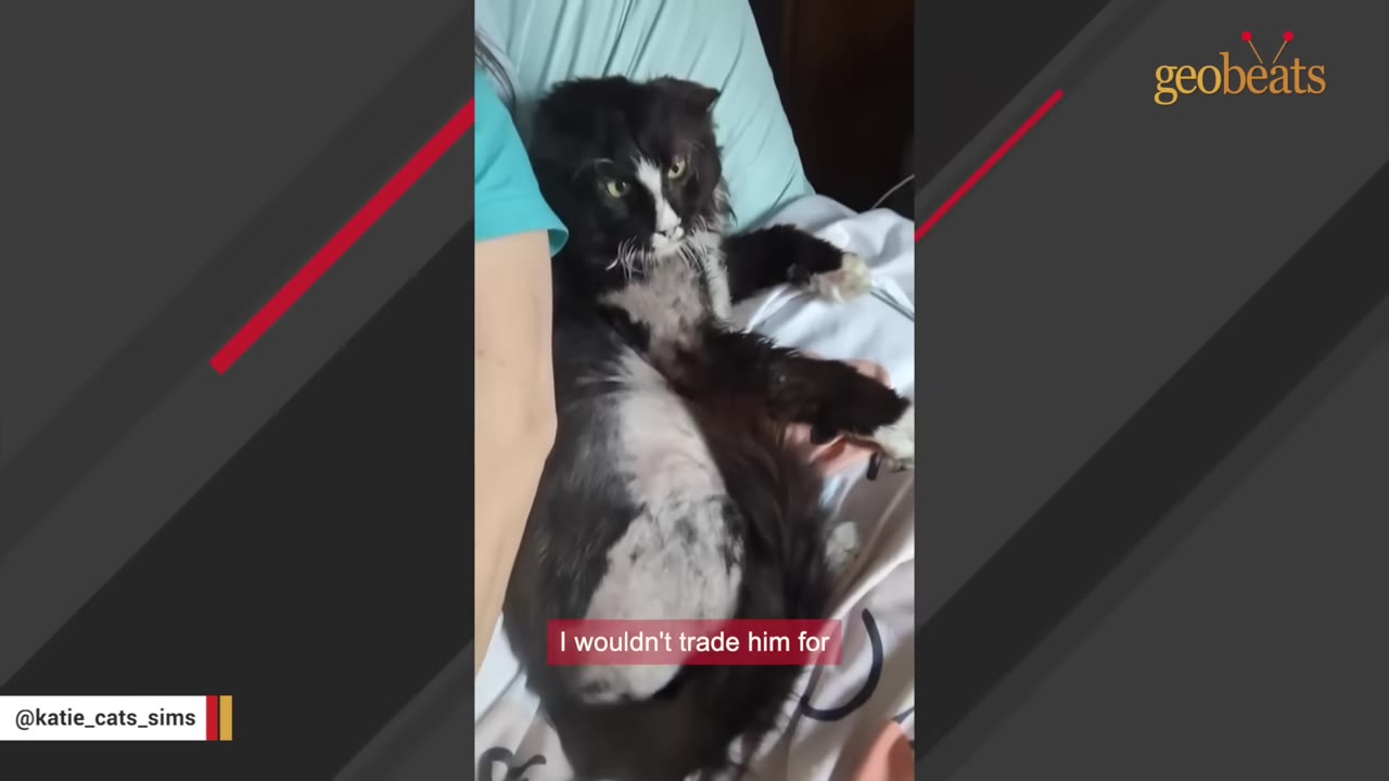 A black and white senior cat named Panda relaxes comfortably on a bed next to his foster parent.