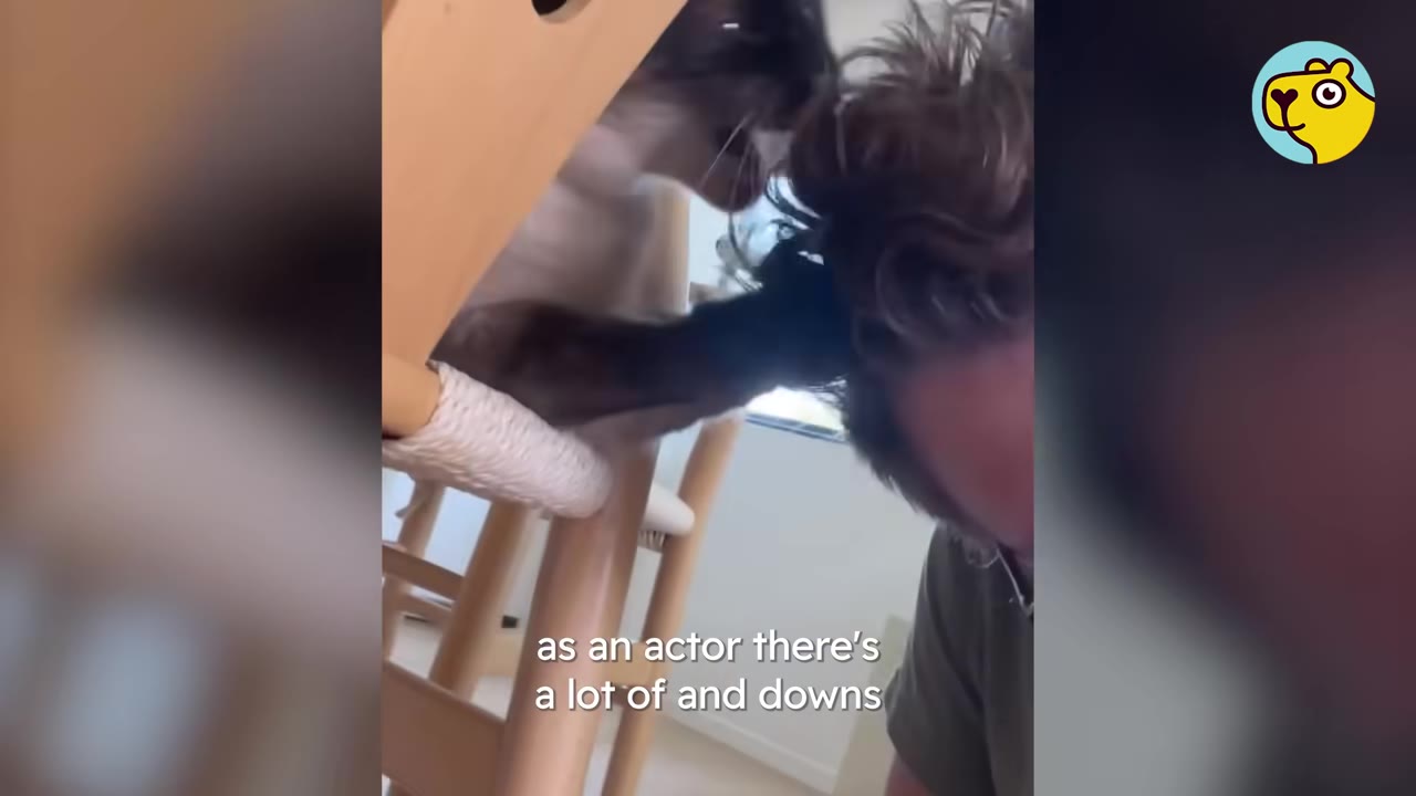 A Siamese cat on a wooden chair reaches out to touch the head of a man with brown hair.