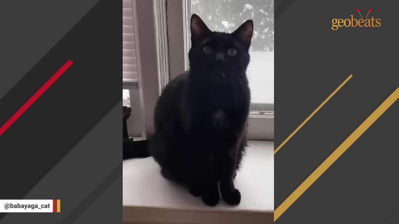 A black cat sitting on a white windowsill looking directly at the camera.