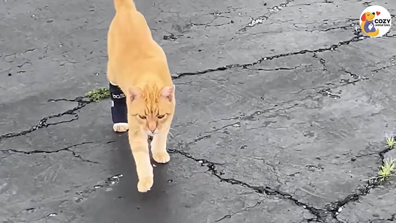 An orange tabby cat walking forward on a cracked asphalt surface, wearing a black supportive brace on its rear left leg.