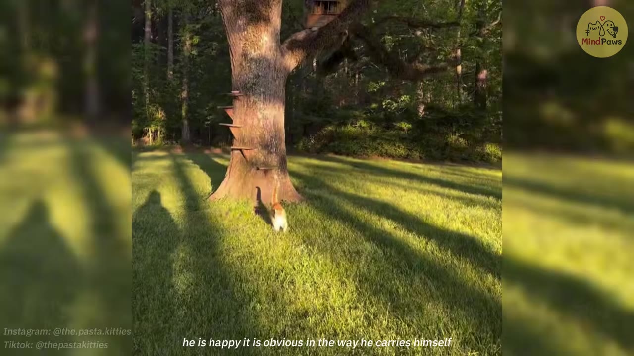 An orange and white cat walks across a sunny grassy lawn towards the base of a large tree with wooden steps attached to its trunk, while the shadow of a person is cast on the grass to the left.
