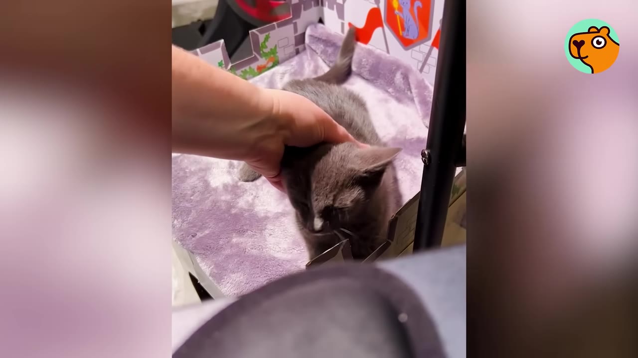 A person's hand gently pets a small grey kitten sitting on a purple blanket.