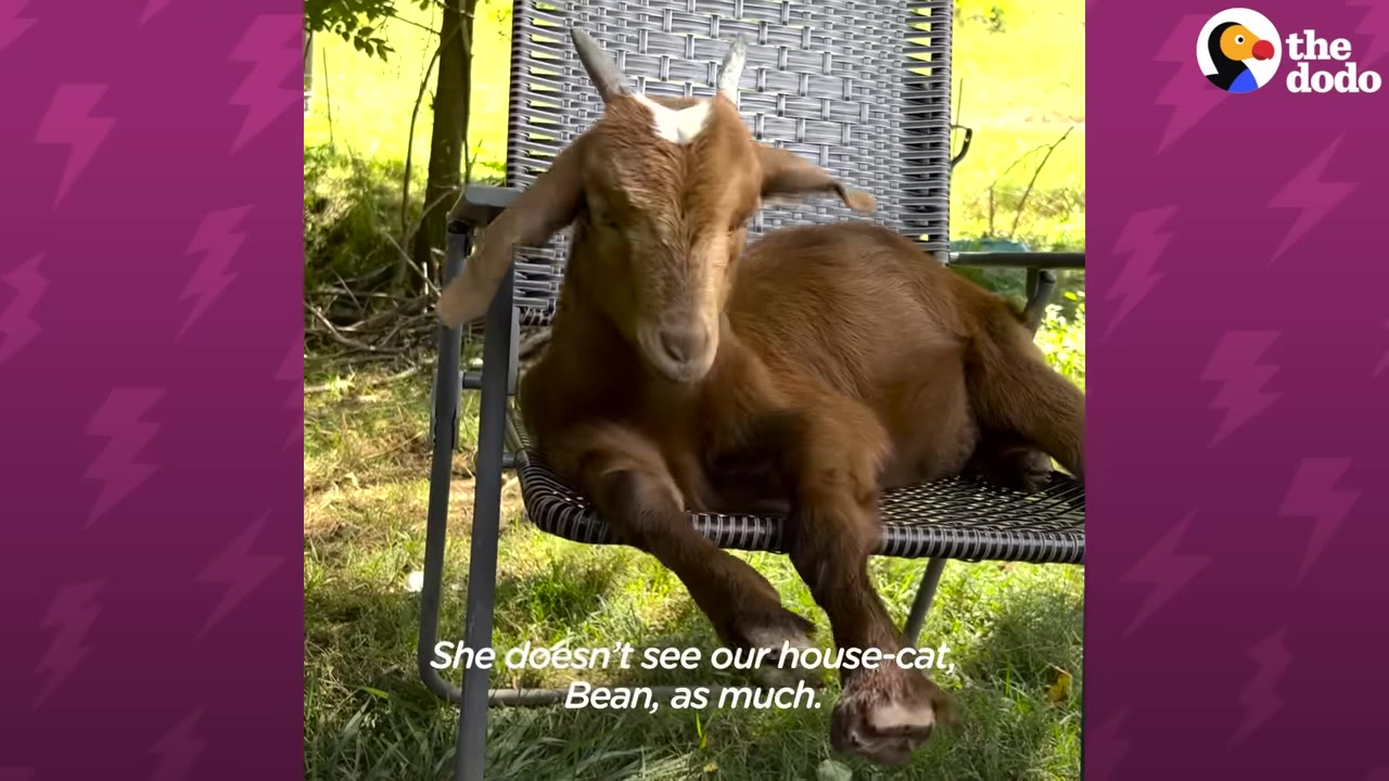 A brown goat with small horns sits on a grey woven outdoor chair on a grassy lawn.