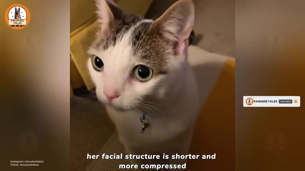 A close-up shot of a white and brown cat with large, round eyes looking up, showcasing its unique, slightly compressed facial structure.
