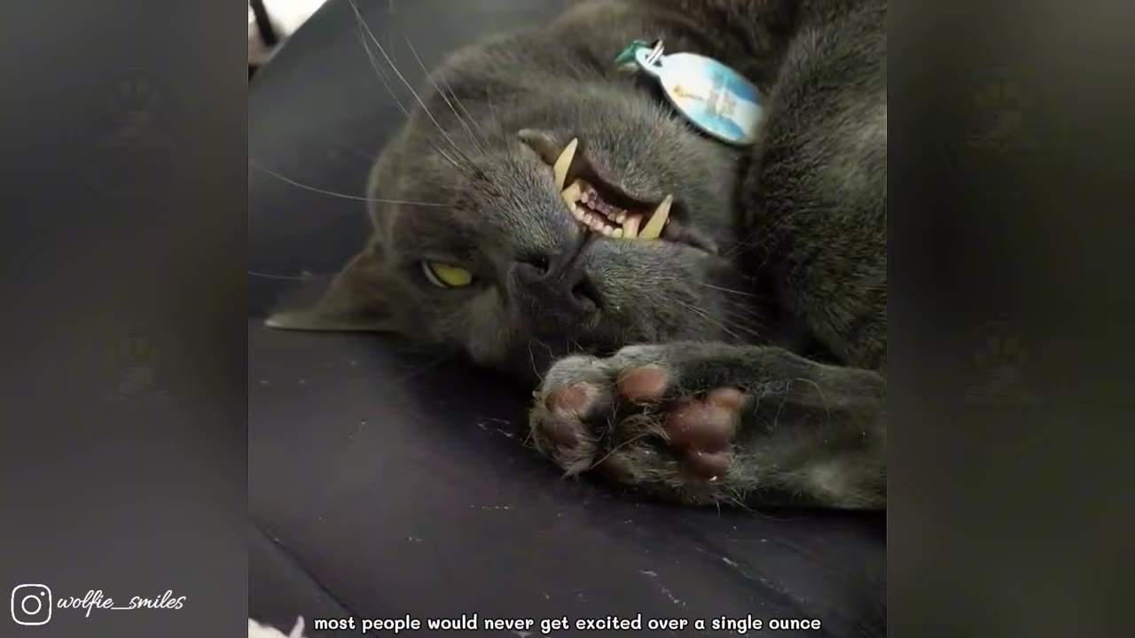 A close-up shot of a grey cat lying down with its mouth slightly open, showing its prominent fangs.
