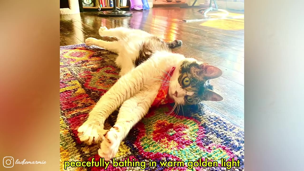 A fluffy white and brown cat wearing a red bandana stretches out on a colorful patterned rug, looking up with wide green eyes as sunlight illuminates the wooden floor behind it.