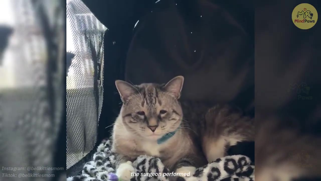 A light-colored tabby cat with a blue collar sits inside a carrier, squinting its eyes shut.