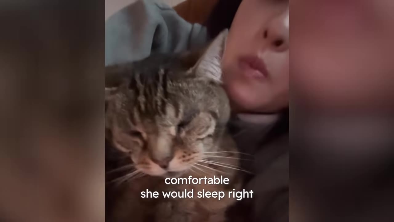 A close-up of a tabby cat resting comfortably against a person's chest.