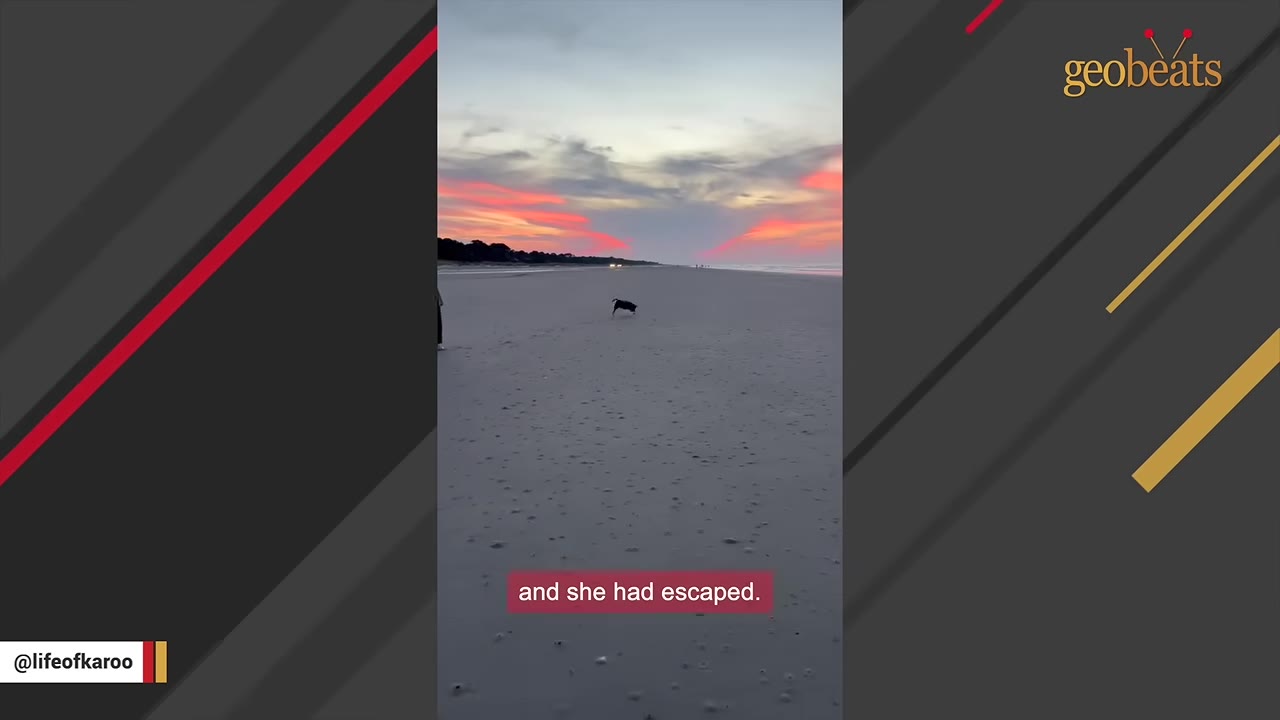 A dog running freely on a wide sandy beach at sunset under a colorful sky, with a text overlay that reads 'and she had escaped.'