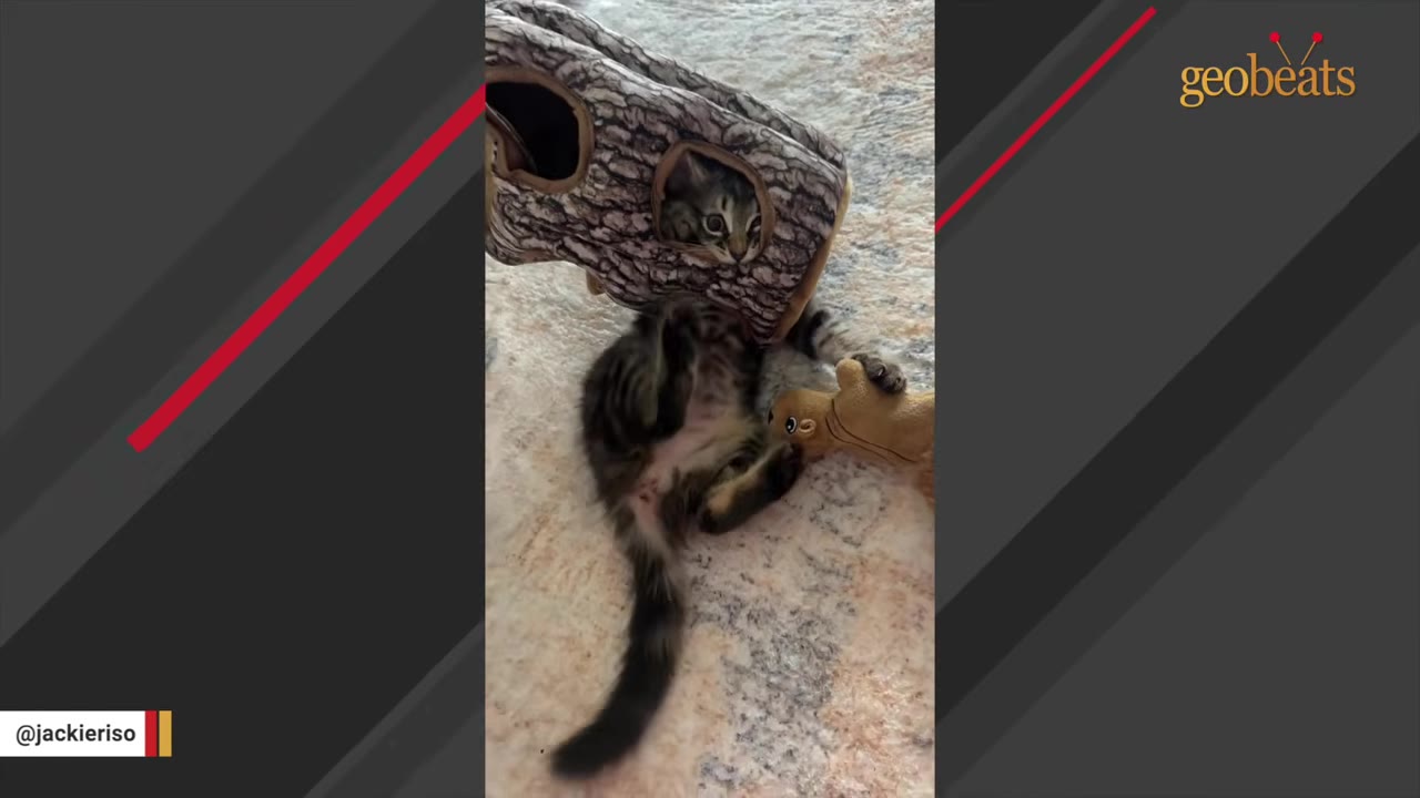 A fluffy tabby kitten playfully peeks its head out of a hole in a log-shaped plush toy while lying on its back on a carpet.