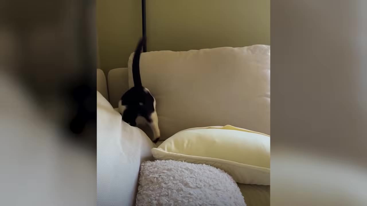 A black and white cat climbs onto a white sofa in a living room.