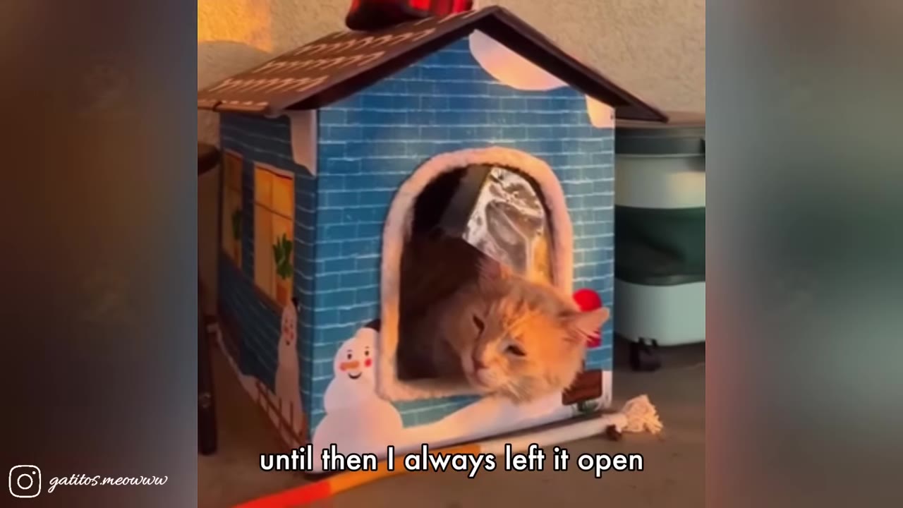 A light orange cat peers out from the entrance of a small, blue toy house decorated with snowmen.
