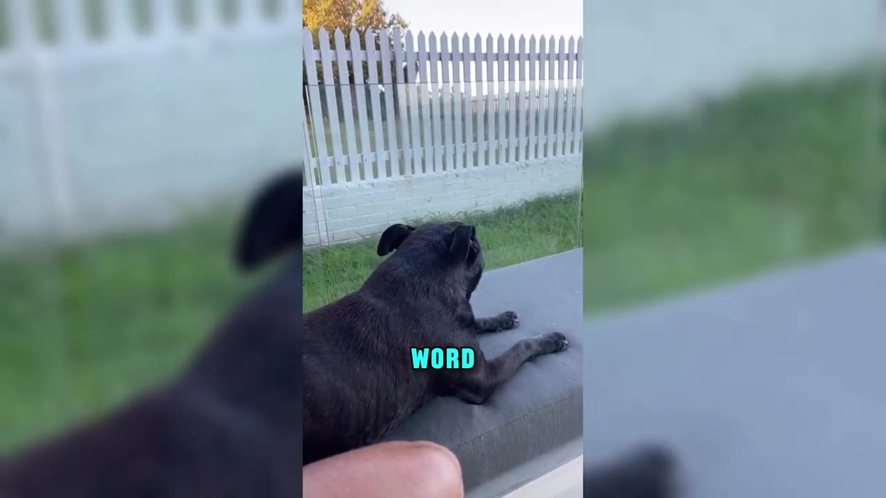 A black dog lies down on an outdoor cushion, looking away towards a white picket fence.