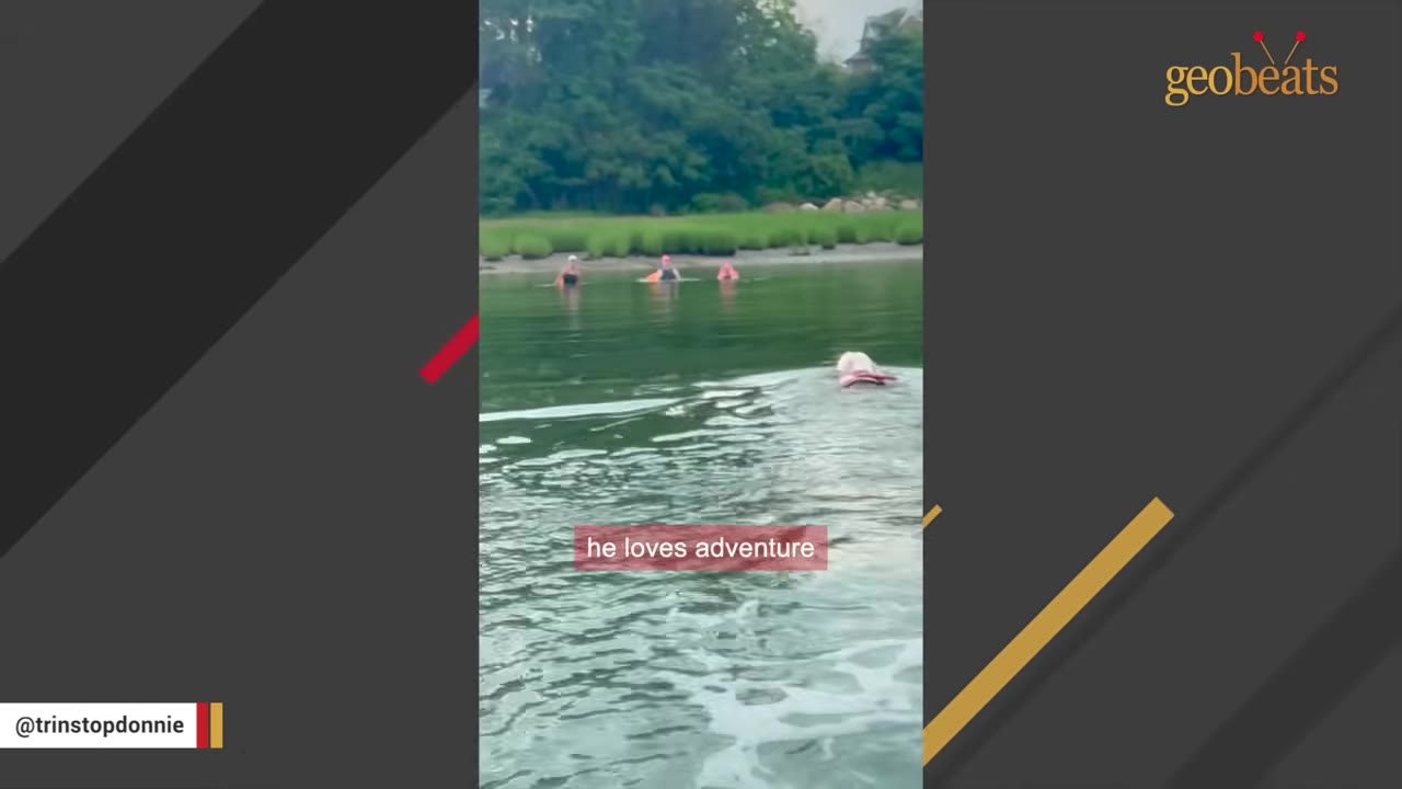 A white dog wearing a red life vest swims in a calm body of water towards people in the distance.
