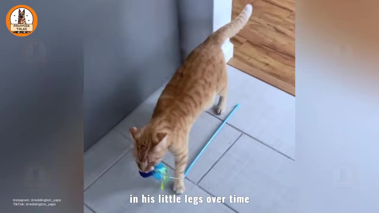 An orange tabby cat stands on a tiled floor, holding a blue and green toy in its mouth.