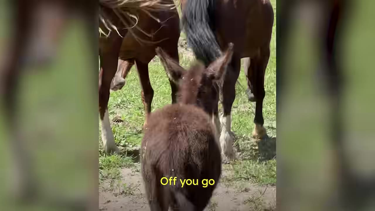 A small brown donkey walks from behind towards two larger horses standing in a grassy field.