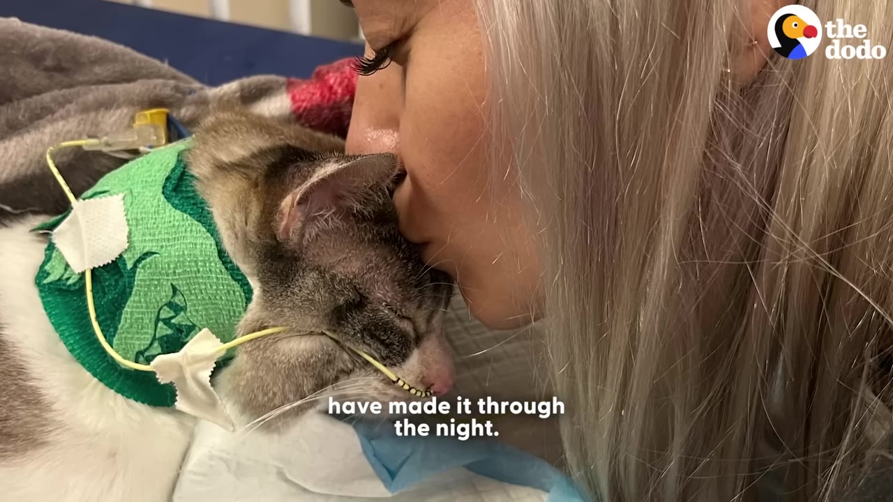A close-up of a woman with long blonde hair kissing a sick cat on the head as it lies on a veterinary bed with a green bandage and medical tubes.