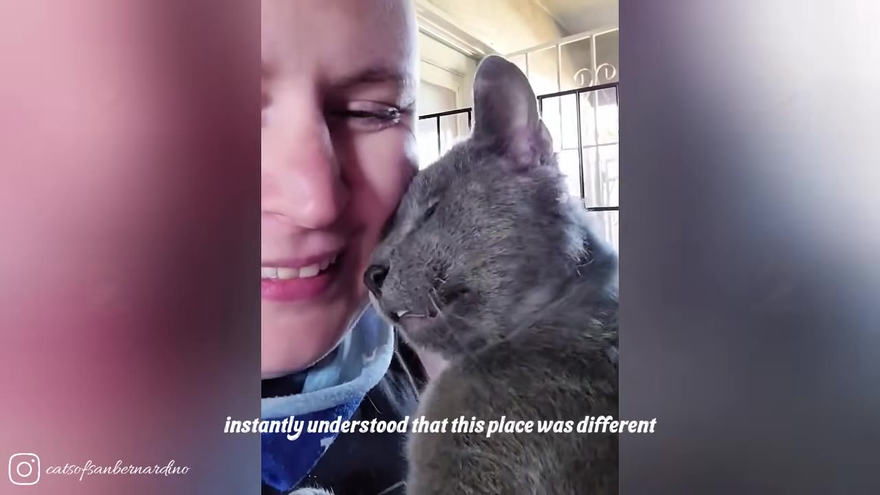 A smiling person cuddling a grey cat who is nuzzling their cheek.