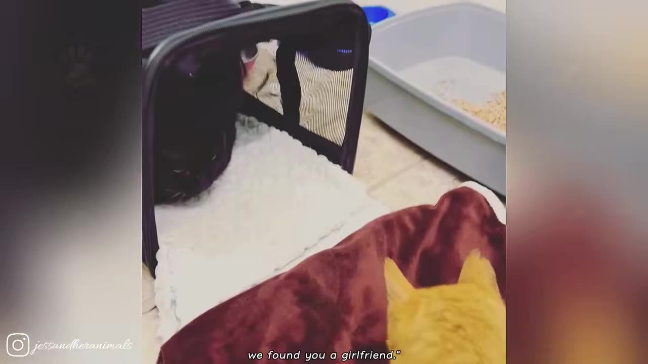 An orange cat looks towards a black cat resting inside a black mesh pet carrier.