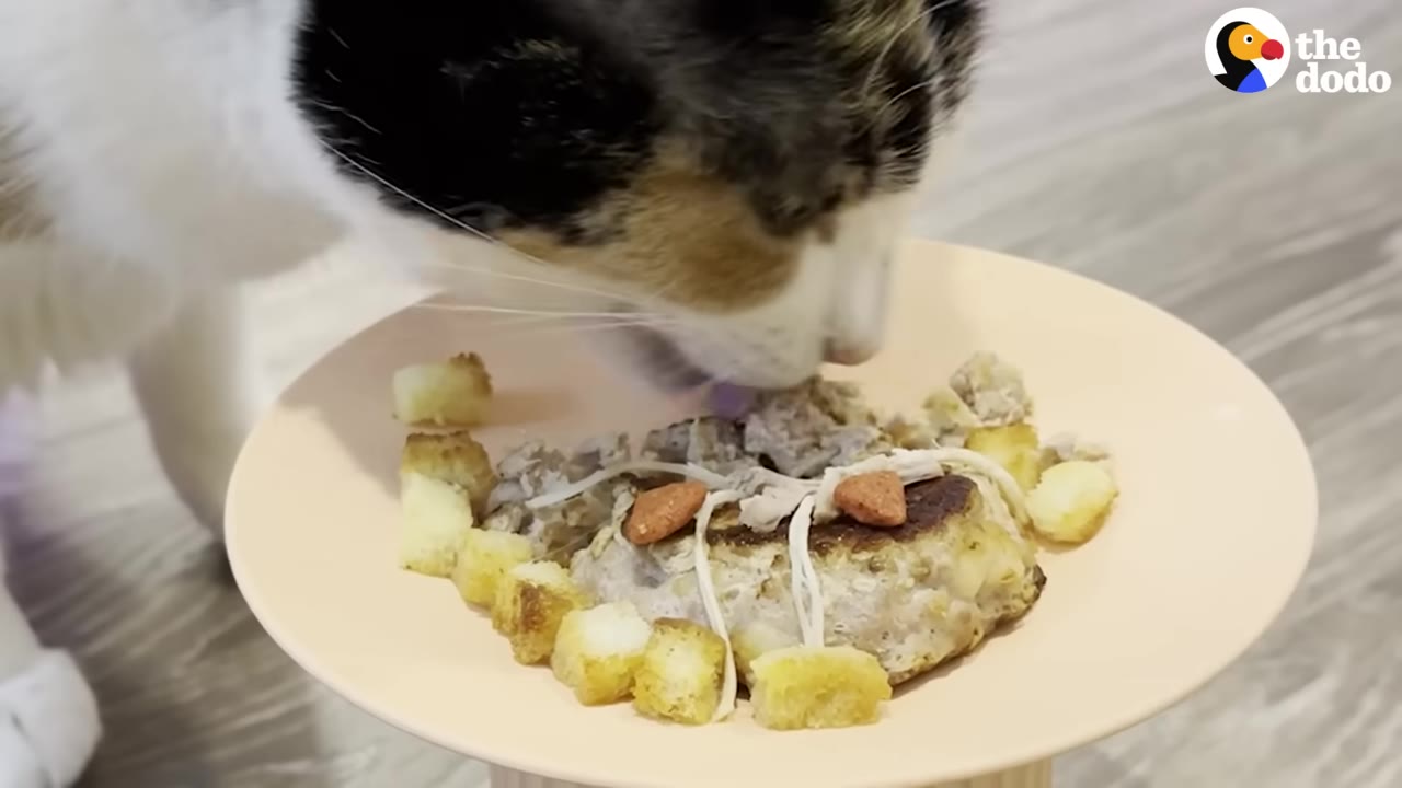 A calico cat eats a specially prepared meal from a light pink plate.