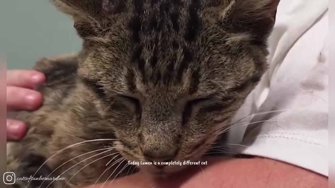 A close-up shot of a tabby cat with closed eyes being gently petted while resting in someone's arms.