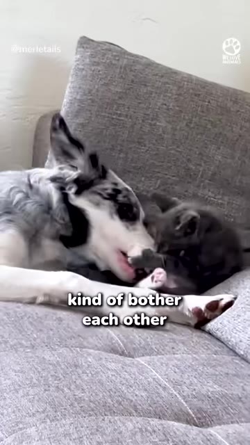 A merle dog lies on a grey couch, gently licking a small grey kitten.