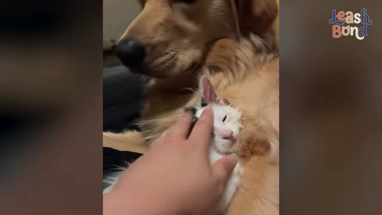 A small black and white kitten lies nestled directly on the chest of a golden retriever as a hand gently pets the kitten's head.