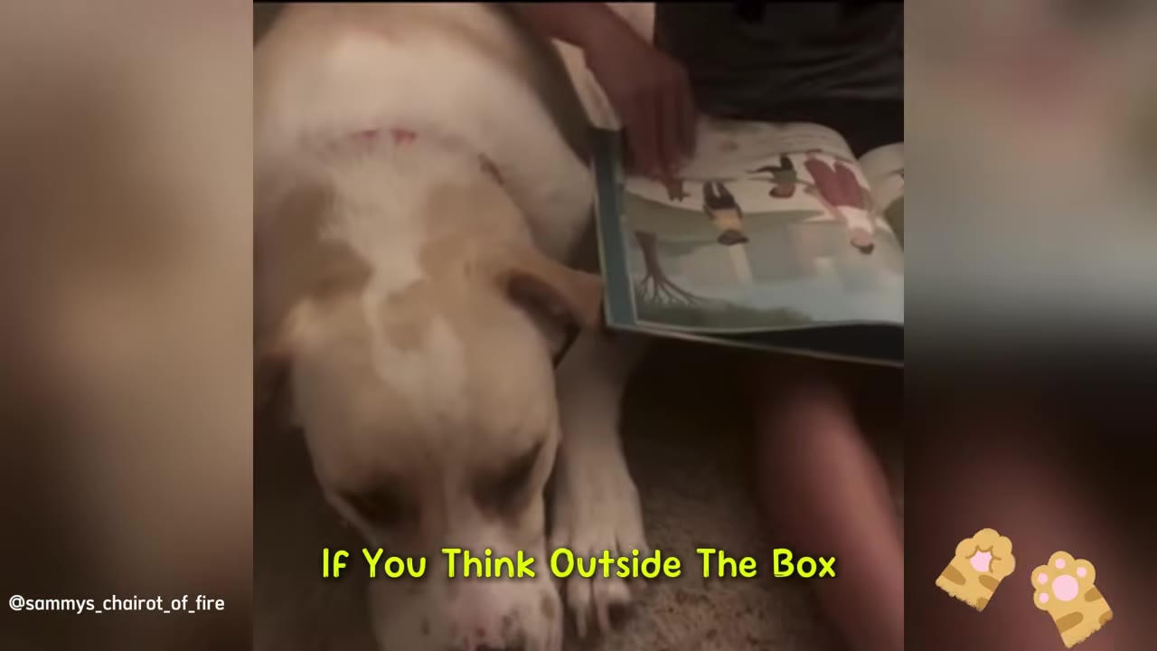 A tan and white dog lies on the floor next to a child's legs as the child holds open a picture book.