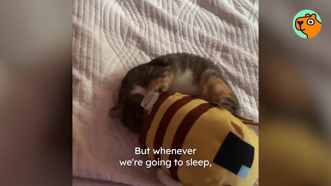 A tabby cat playfully rolls on its back on a white blanket next to a yellow and brown striped plush toy.