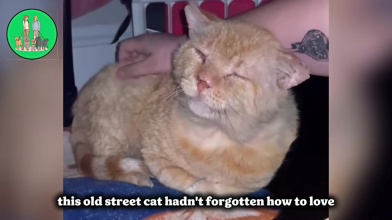 An older orange cat with closed eyes and a content expression sits comfortably while being petted on the back by a person's hand.