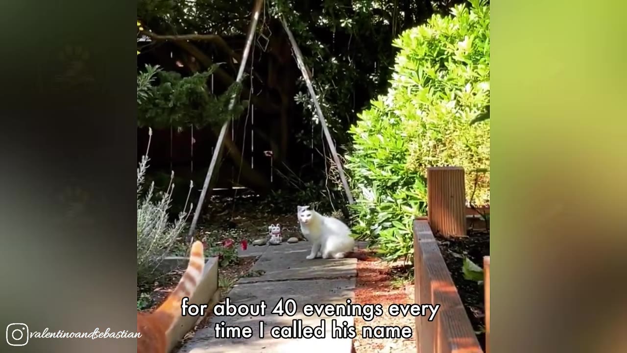 A white cat with black markings on its head sits on a stone garden path, looking towards the camera, with a ginger cat's tail visible in the lower left foreground.