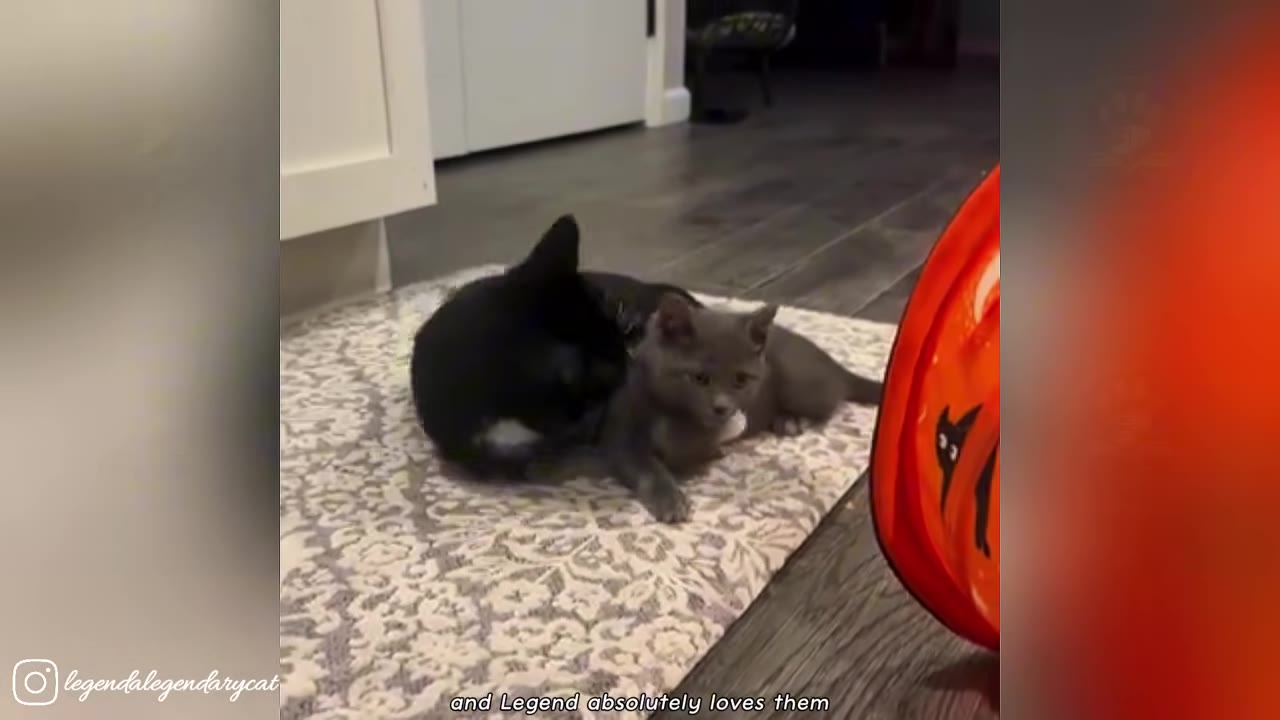 A black cat lies on a patterned rug next to a small grey kitten, gently grooming it.