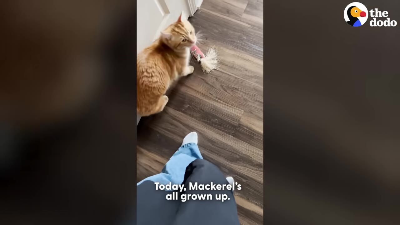 An orange tabby cat stands on a wooden floor next to a toy, looking up towards a person wearing blue jeans.