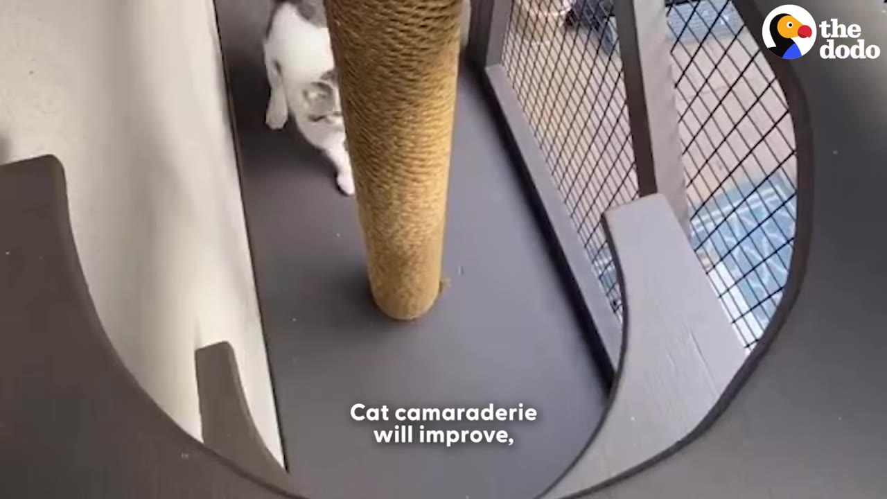 A white and grey cat walks along a platform inside a catio next to a tall rope-wrapped scratching post.